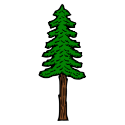 Pine 13