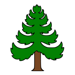 Pine 14