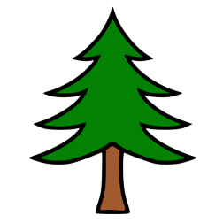 Pine 16