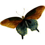 PipevineSwallowtail
