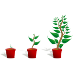 Green plants in pots vector image