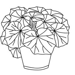 Plant 5