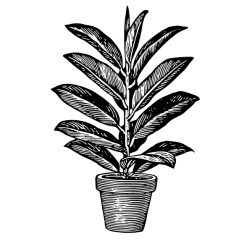 Plant 6