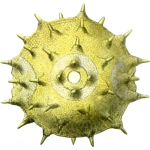 Pollen4