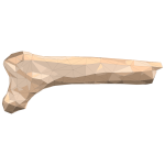 Polygonal Bone