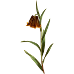 Fritillaria pyrenaica