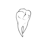 Raseone tooth