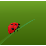 Realistic ladybug