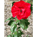 Red Flower 2015053159