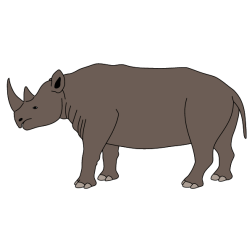 Rhinoceros XII