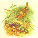 Robin's nest