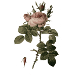 Rose buds and flowers