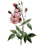 Thorny roses