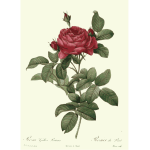 Rosa gallica pontiana color