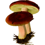 Poisonous mushroom