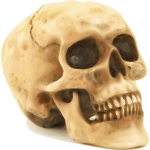 Scary Halloween skull vector clip art