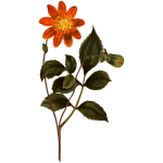 Scarlet Dahlia Flower