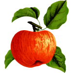 Apple fruit on a tree