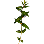ScutellariaGalericulata