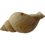 Old shell
