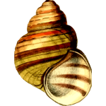 Colorful shell