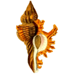 Yellow sea shell