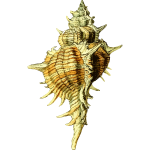 Seashell 43