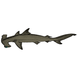 Shark 18