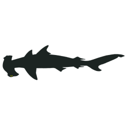 Shark 19