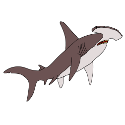 Shark 20