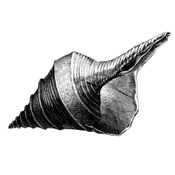 Shell II