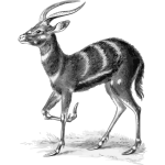 Antelope vector drawing