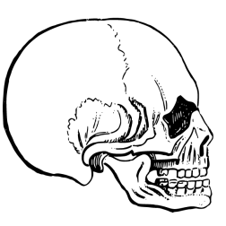 Skull I