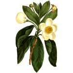 Smooth Gordonia plant