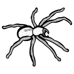 Spider drawing