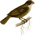 Buffy-fronted seedeater