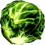 Sprout vector image