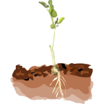 Sprouting plant pea