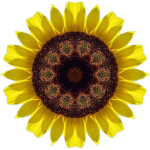 SunflowerKaleidoscope4