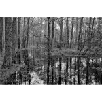 Swamp 2 Grayscale