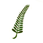 Twiggy plant