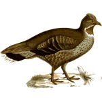 Chestnut-throated partridge