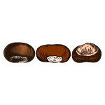 Three chestnuts