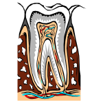 Tooth Cross Section Illustration