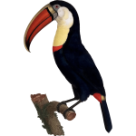 Toucan bird (#2)