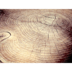 Tree Stump Cracks 2015051316