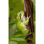 Tree frog2 2016121951