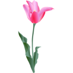 Vector image of a tulip
