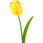 Tulip Colour yellow