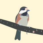 Varied tit bird (#2)